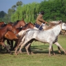 Gauchos