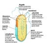 Organisation d'une bactérie