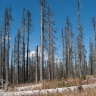 Dépérissement forestier